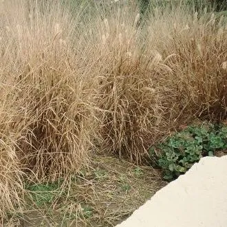 thumbnail for publication: Pennisetum setaceum Tender Fountain Grass